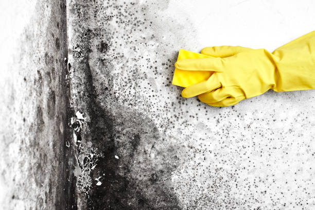 Galva, KS Mold Inspection, Removal & Remediation Company